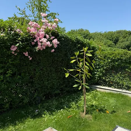 винсент - Vincent * Lozenets